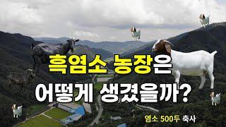 흑염소 농장 500두 축사는 어떻게 생겼을까? (장수흑염소)