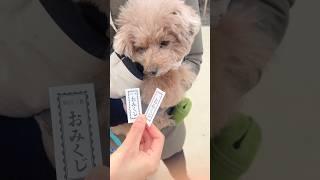 2025年兄犬虎太郎のおみくじの結果は！ #犬 #トイプードル #かわいい #トイプードルの虎太郎三桜 #トイプー多頭飼い #癒し #といぷーどる #こたみお