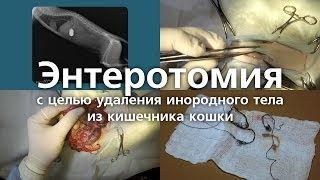 Энтеротомия с целью удаления инородного тела из кишечника кошки. Enterotomy