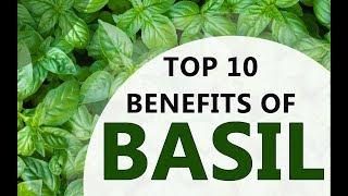 Top 10 Benefits of Basil - Amazing Health Benefits of Basil - Basil Health Benefits and Uses