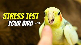 How to Check if Your Cockatiel is STRESSED | Compilation