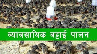 बट्टाई पालन | quail farming in nepal  | battai palan in nepal | battai chara