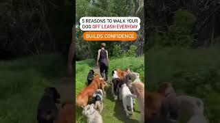 Benefits off leash pack walk  dog lovers. Obedience & exercise with pack leadership. #dogtraining