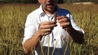 Harvesting Chia