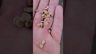 How to plant Texas Bluebonnet seeds