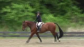 Video of Pilgrim De Blue Mery ridden by Corinne Macaulay from ShowNet!