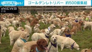 英スコットランド ゴールデンレトリバーが約500頭集結　犬種誕生155年を祝う(2023年7月21日)