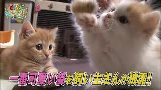 【マンチカン】イタズラ 兄妹ケンカ ハプニング 赤ちゃん【かわいい猫まとめ動画】