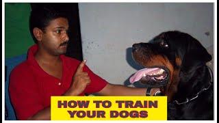 How To Train Your Dog ft  Rishi Thapar   Furry Pom720P HD