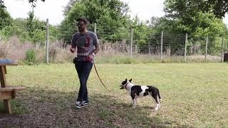 Shelter Dog - Walk Correction With Pet Corrector