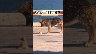 イッヌの動画見てニヤけたら負けwww #犬 #犬のいる暮らし #柴犬 #ペット #かわいい #癒し #2ch動物スレ