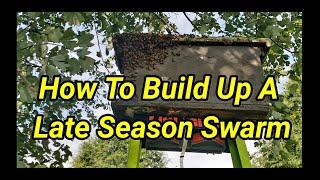 How To Build Up A Late Season Swarm