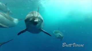 Big coastal critters of New South Wales, Australia.