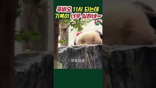 푸바오 오늘은 유난히도 #푸바오실시간 #푸바오근황 #애버랜드 #판다월드 #아이바오 #러바오 #루이바오 #후이바오 #강바오 #송바오 #오바오 #푸둥푸둥