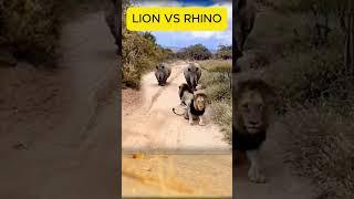 LION VS RHINO  #wildlife #animals #animaldocumentary #tiger #smbarong #wildanimals