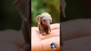 Before & After Animals Growing Up. Amazing Animal Transformation  #short #tiktok #animals