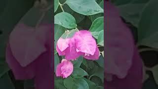 bougainvillea flowers  plants 🪴 heavy blooming #shorts #plants lobby