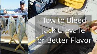 Salty 101- How to Bleed Jack Crevalle for Better Flavor