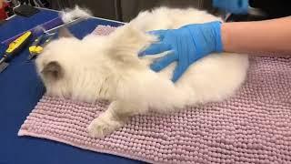 Facebook live of Ragdoll- Bath, Blow-dry and de-shedding with Lexie Master Cat Groomer