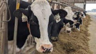 Dairy farm In Hindi  | Discovery In Hindi |  latest 2023 national geographic video