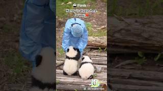 Lovely Interactions Between Panda Babies And Nanny ️ | iPanda #shorts