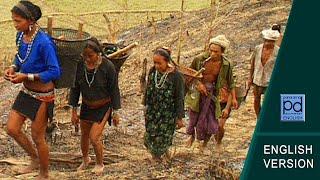 "Jhum Cultivation" of the "Mro" Small Ethnic Group | Bandarban | Bangladesh