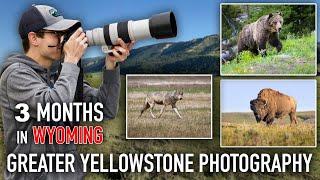 Bears, Wolves, Bison, and More! Yellowstone & Grand Teton - WILDLIFE PHOTOGRAPHY VLOG