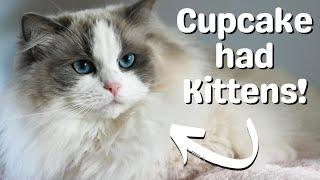 Ragdoll Cat Gives Birth to Ragdoll Kittens  So Cute