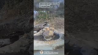 LIVE BushCam Highlight - Grey Headed Sparrow