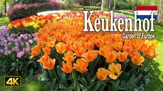 Keukenhof, Netherlands  Walking Tour in 4K