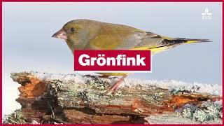 2 December: Grönfink