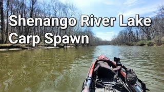 Shenango River Lake - Carp Spawning