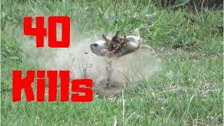 40 GOPHER (ground squirrel) KILLSHOTS in 1.5 minutes