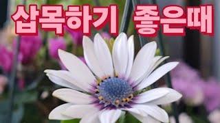 삽목/이렇게만해도 성공한다/밀레니엄벨/사랑초/샤피니아/슈퍼벨 /무엇이든도전해봐요~