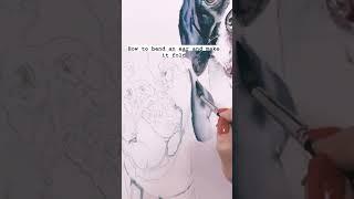 How to paint a dog’s ear and make it appear to bend and fold    #watercolorpainting #paintingtips