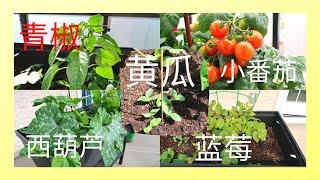 我的小菜园（2）Costco的西红柿盆栽丰收了，其他种子也已经长成植物｜黄瓜 番茄 西葫芦 蓝莓 青椒种植