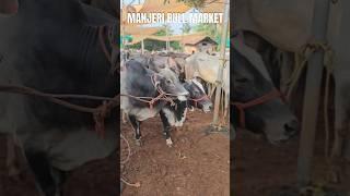ചന്തയിൽ വില്പനക്ക് വന്നിട്ടുള്ള നാടൻ കാളകൾ Manjeri Chanda | Manjeri Market | Kangayam Bull|kala #ox