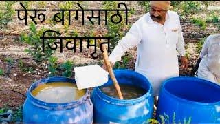 सेंद्रिय शेतीसाठी #जीवामृत बनवण्याची पद्धत #Jivamrut making progress for organic farming