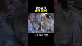 당신의 냉장고에는 6짜 붕어가 들어 있습니까? #6짜붕어 #대물붕어