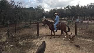 Operating a gate from the back of your mule.