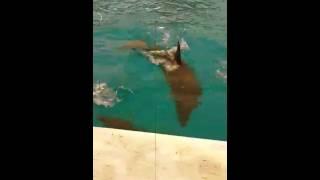 Dolphin playing with Ms.Fabulous