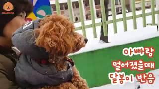 아빠랑 3m 멀어졌을 때 강아지 달봉이 반응 [반달봉]