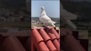 white pigeon flying video white pigeon sounds King white pigeon pair