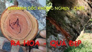 Khoanh gốc Vải bị chết là vì sao?!