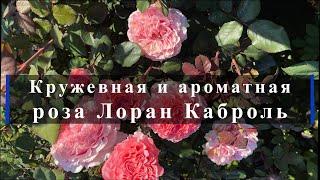 Кружевная и ароматная - роза Лоран Каброль. Питомник растений Е. Иващенко