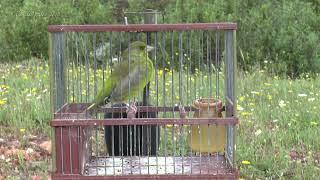 European GREENFICH SINGING  Champion BIRD