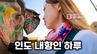  코끼리를 구경하는 나를 구경하는 신기한 나라 | 인도24