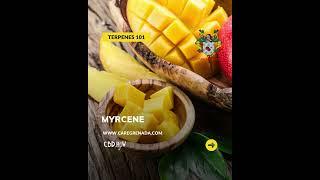 Terpenes 101 - Myrcene, the Musky Cannabis Terpene