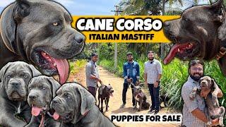 Cane Corso Mastiff Dog Breed | Blue Puppies Available | Italian Mastiff | Rare and Exotic Dogs