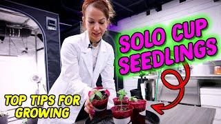 Solo Cup Seedling Tips!